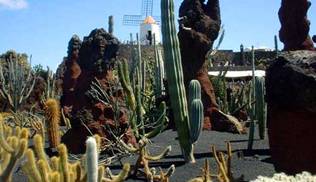 Jardin de Cactus
